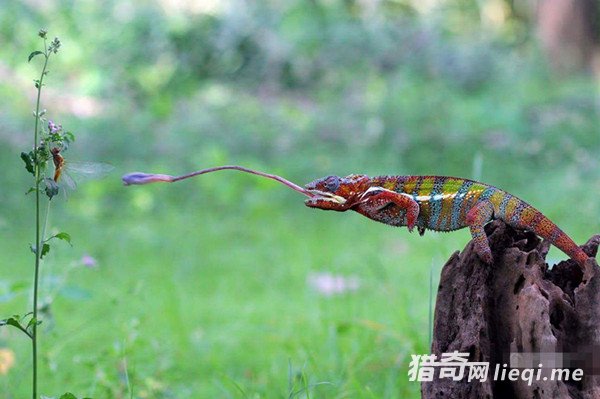 ��׼�ݣ�ץ�ı�ɫ�����ಶɱ����