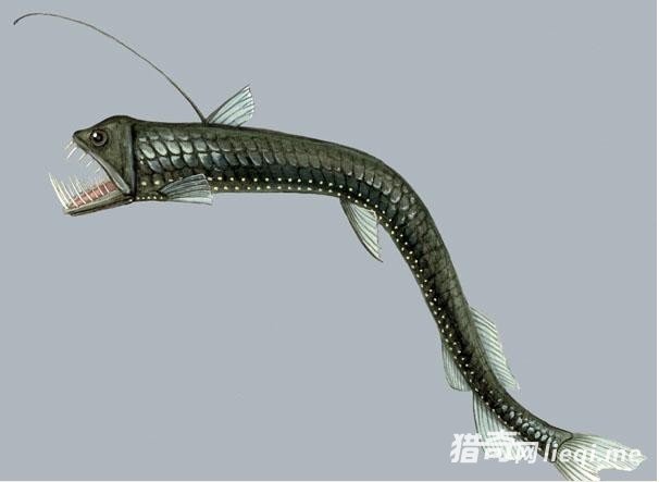 ���Ϊ���ص�����֮һ����������(1)