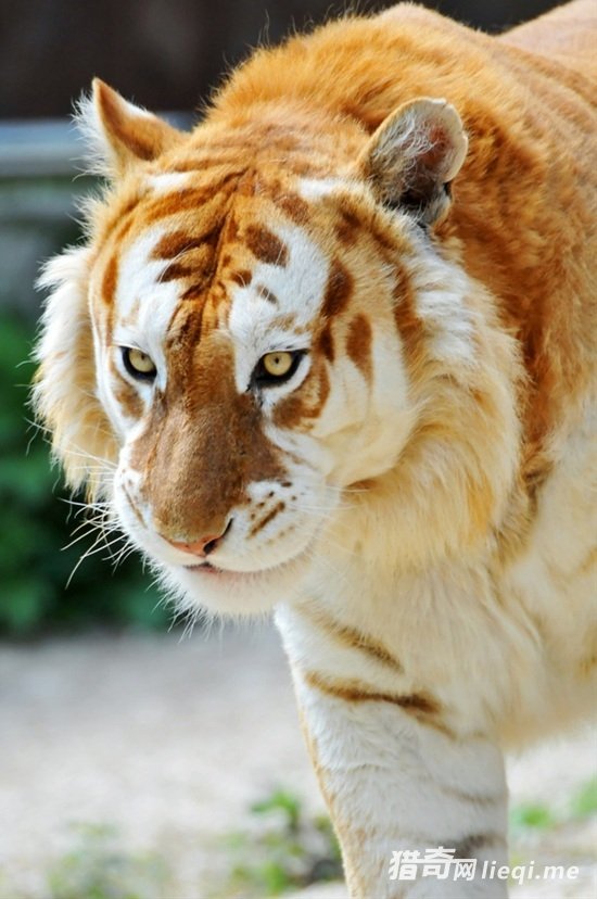 ������ʨ ����ܴ�δ������12��ϡ�ж���(1)