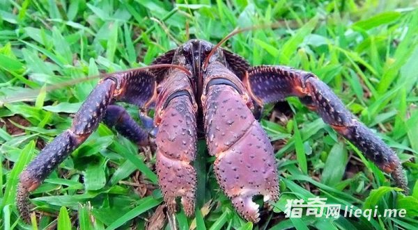 ����Ұ�ⷢ�־��� ϸ������