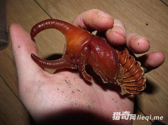 ������Ӽ,������׳�