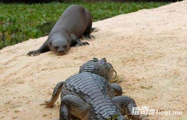 �������ͳƺ�ˮ����ⵣ�������������ֻ�б��������(1)