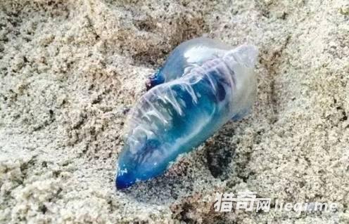 ̫������!�ں��߼������֡�����ƿ��һ��Ҫ��!