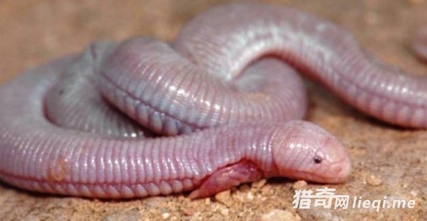 ī���緢�ֵĹ�������ߵ����壬�����ͷ�������צ�ӣ�(1)