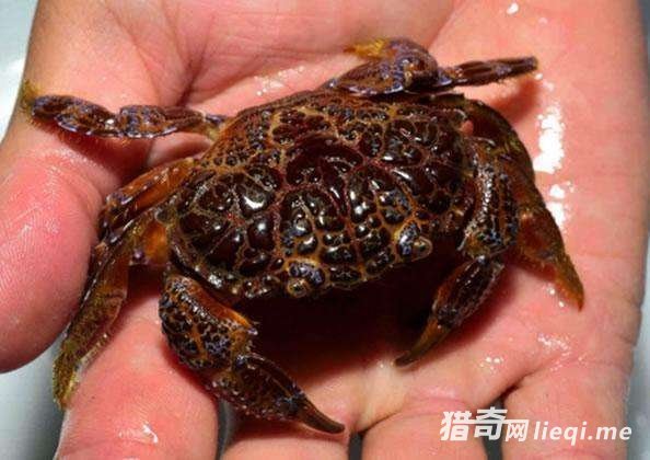 ��һ���з�������Ի��Ƕ��������ģ�ҪС�İ���(1)