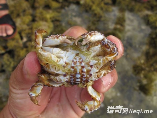 ��һ���з�������Ի��Ƕ��������ģ�ҪС�İ���(2)