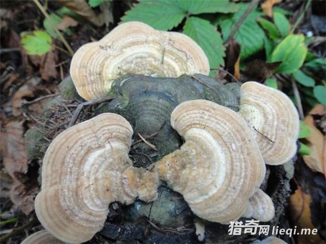 ���ϳ�������������� ȴ���޶��ġ���Ȼ���㡱