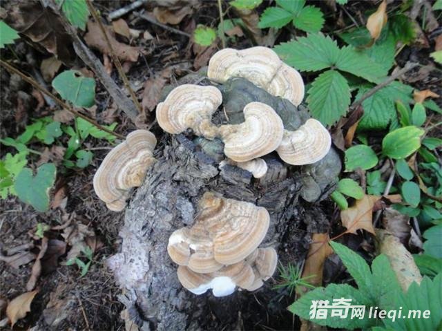 ���ϳ�������������� ȴ���޶��ġ���Ȼ���㡱