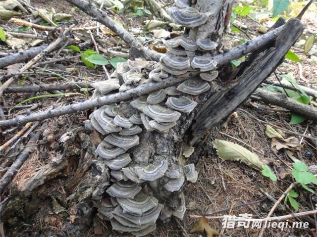 ���ϳ�������������� ȴ���޶��ġ���Ȼ���㡱