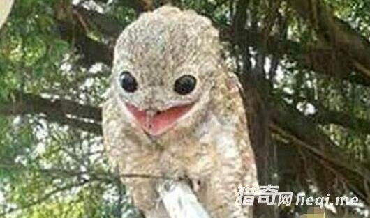 ũ�����Ⲷ����� ������ŵ�����