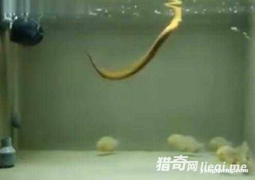 �ѻ����ӽ�ʳ����� �����һ��