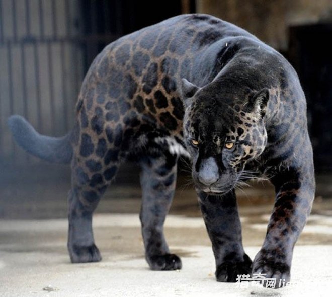 ��Щ��������Ȼ�硰��ɫ�Ĵ��ڡ�������ȴ����ʵ������Ҳ��ͬ(1)