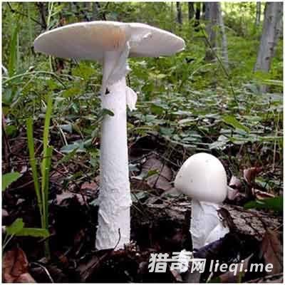 ��Ģ���Ƕ���֮��!50�������ó����˱���