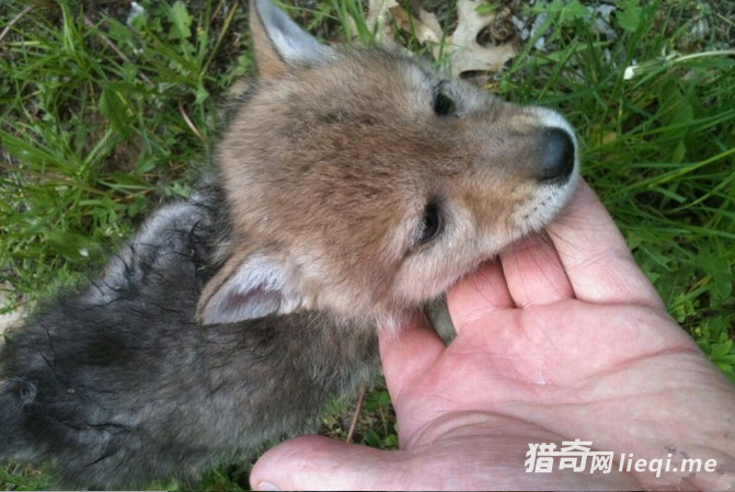 8��СŮ������������������һͷ�ǣ�û�뵽����һ�������ջ�