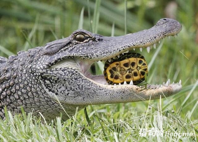 ��¶�������̱���һĻ���ڹ����������ﾹ�������־ٶ������ҿ�(1)