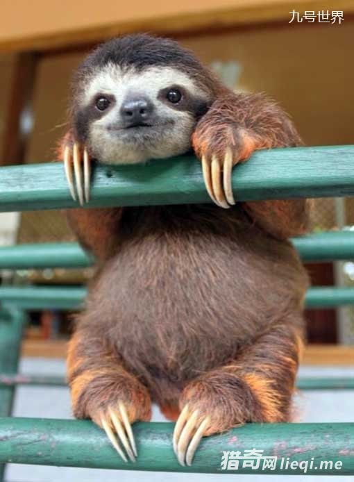 ����ʮ�����������ţ�ڰˣ��ڹ������ʨ�ӵڶ���(1)