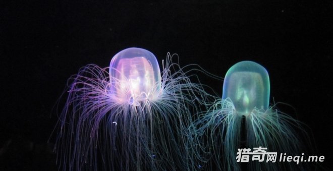 ����ʮ����֮�ף������϶�������ʱ����̵Ķ�������޷�ˮĸ(1)