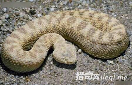 ȫ����ֲ���ʮ���ߣ��۾����岽�߾�δ���(1)