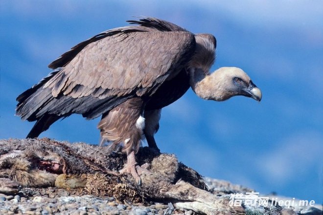 ͺ�գ�ʬ������������ʬ��Ҳ���Ź�(1)