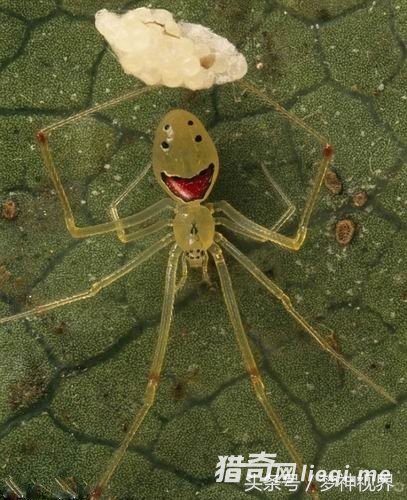 ����������Ⱥ���Ϸ���һ�����е�֩�롪Ц��֩��(1)