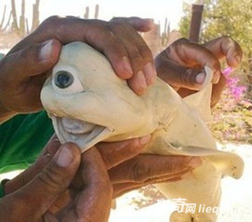 �˷������ձ�������ͬ����ĩ�գ����������ι�״�����أ�(1)