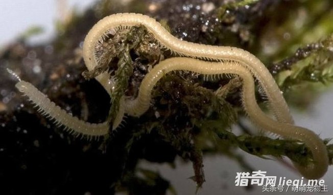 �̵��������������������治��������(1)