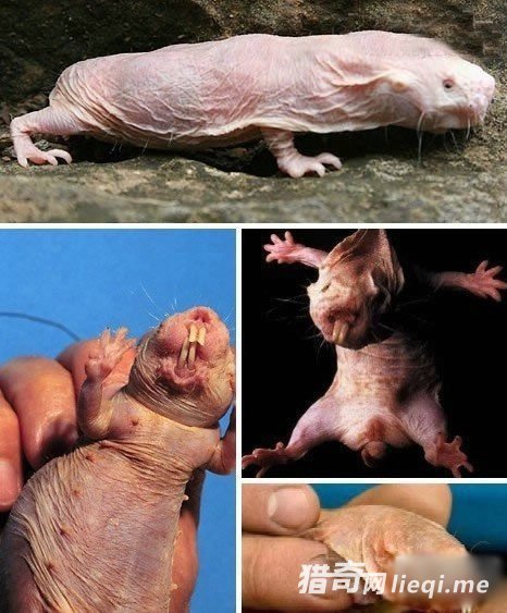 ��ֲ���������������������񣬴������壬��Ѫ����ֻ�ܵڶ�(1)