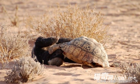 ����������ԣ�����������������ս����ϲ������ִ�żᶨ�ľ���(3)