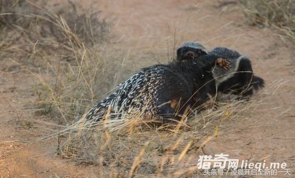 ����������ԣ�����������������ս����ϲ������ִ�żᶨ�ľ���(1)