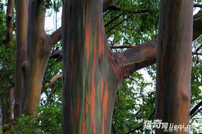 20�ֶ�����˵�����ǶԵ���֪����̫�٣������ǿ����������(1)