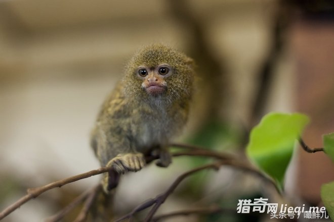 20�ֶ�����˵�����ǶԵ���֪����̫�٣������ǿ����������(1)