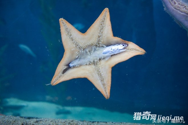 20�ֶ�����˵�����ǶԵ���֪����̫�٣������ǿ����������(1)