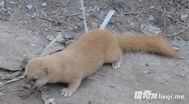 �ڴ��￴����8�ֶ�����ò�Ҫ����,�ر��������һֻ��(3)