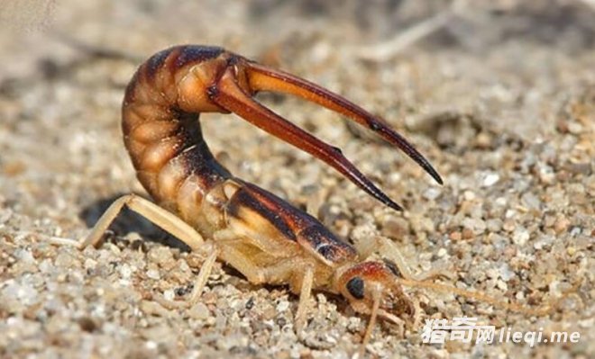 �ڴ��￴����8�ֶ�����ò�Ҫ����,�ر��������һֻ��(2)