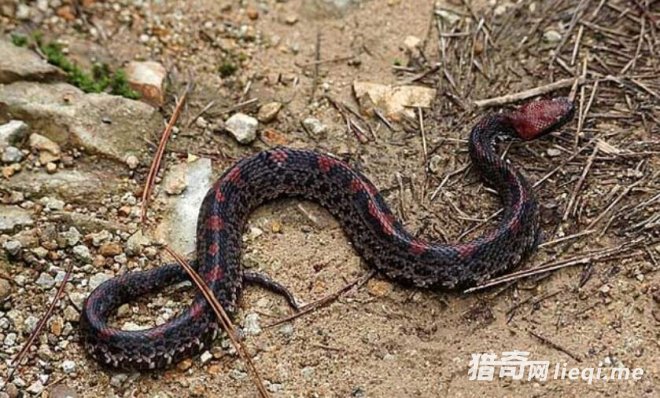 �ڴ��￴����8�ֶ�����ò�Ҫ����,�ر��������һֻ��(1)