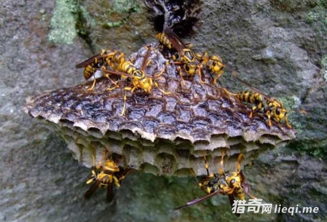 �ڴ��￴����8�ֶ�����ò�Ҫ����,�ر��������һֻ��(2)