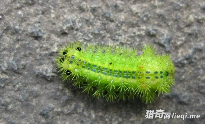 �ڴ��￴����8�ֶ�����ò�Ҫ����,�ر��������һֻ��(3)