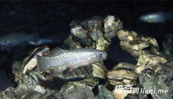 ɳĮ�о��������������������ѧ�ҷ���������ɳĮ��ˮ������(1)