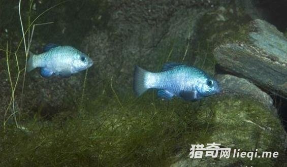 ɳĮ�о��������������������ѧ�ҷ���������ɳĮ��ˮ������(1)