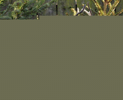 ��䷢�ֺ����İ�ɫѱ¹ �������羫�� (1)