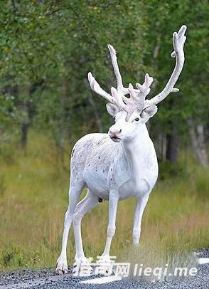 ��䷢�ֺ����İ�ɫѱ¹ �������羫�� (1)