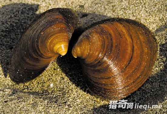 �����ʮ��������Ķ�����ڹ�����ڵ���(3)