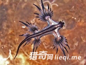 ���������˹���������������������Ķ���(1)