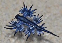 ���������˹���������������������Ķ���(2)