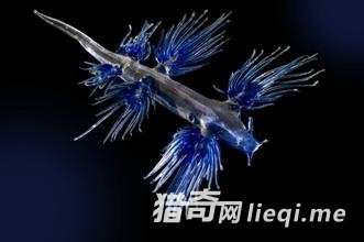 ���������˹���������������������Ķ���(2)