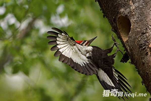 �����ϰ˴����ض���е��Ѿ�������е�������Ϊ�ƽ�(2)