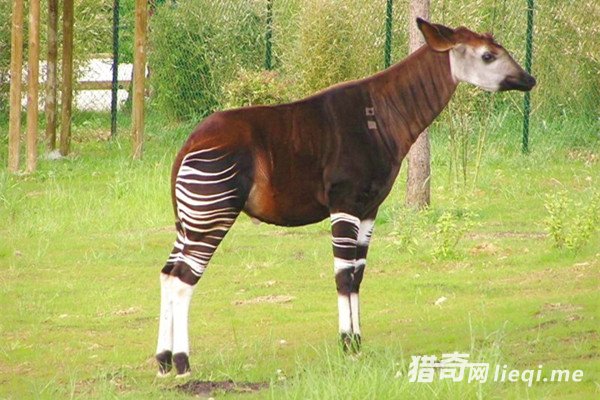 �����ϰ˴����ض���е��Ѿ�������е�������Ϊ�ƽ�(3)