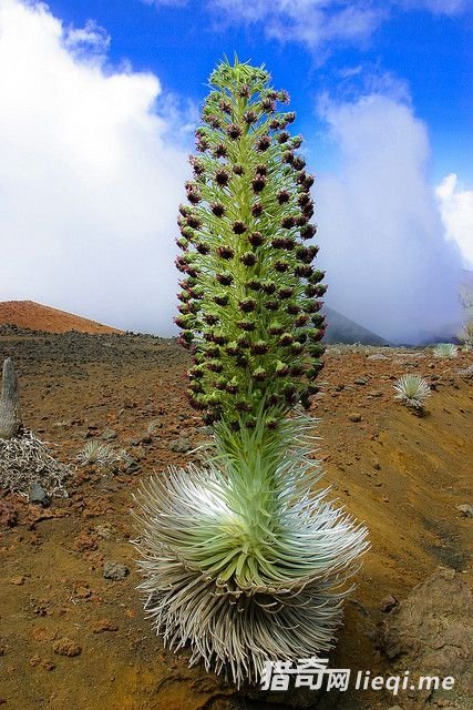 ����ֻ��һ�λ��������գ�����͵�л�Ļ�ɽ��(2)