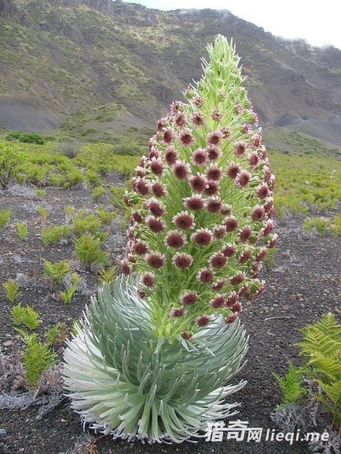 ����ֻ��һ�λ��������գ�����͵�л�Ļ�ɽ��(2)