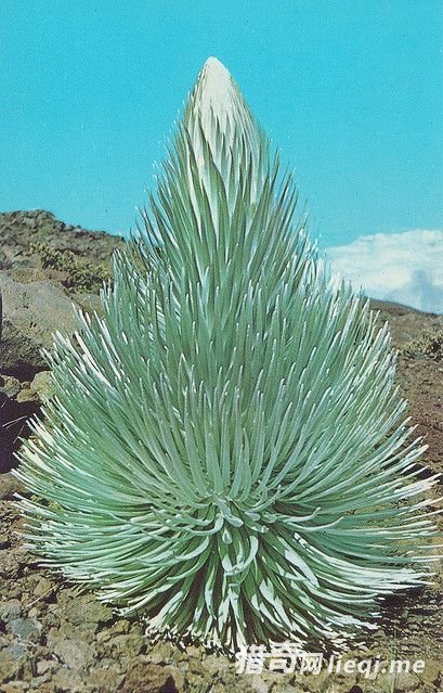 ����ֻ��һ�λ��������գ�����͵�л�Ļ�ɽ��(2)